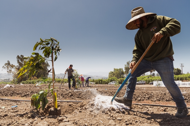 Workers planting new avocado trees