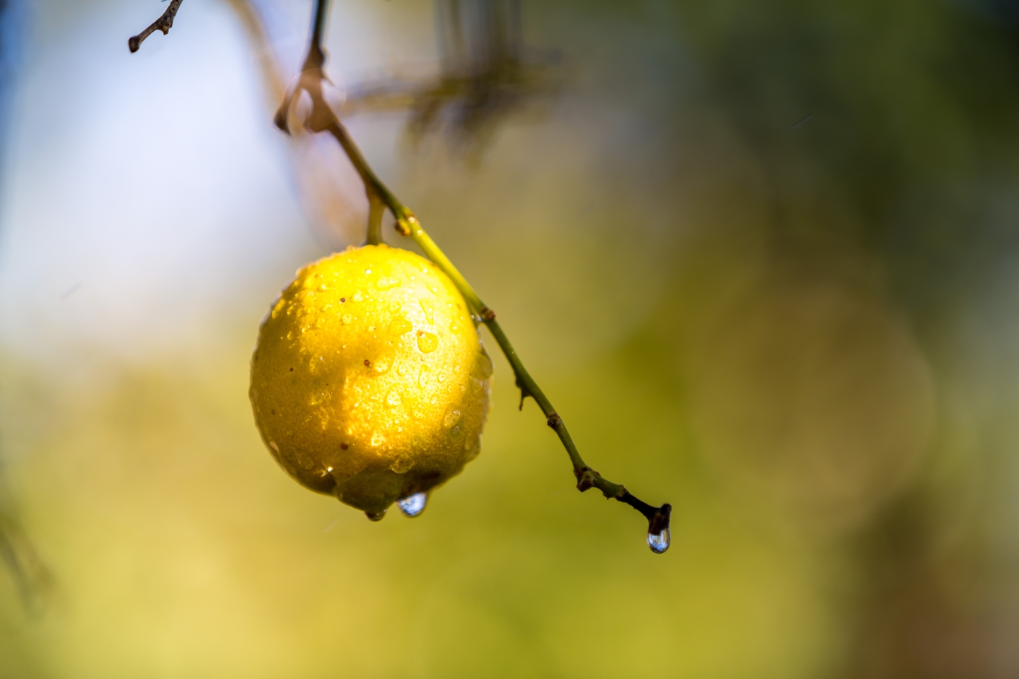 Olive Oil and Lemon Juice: Myths, and Benefits